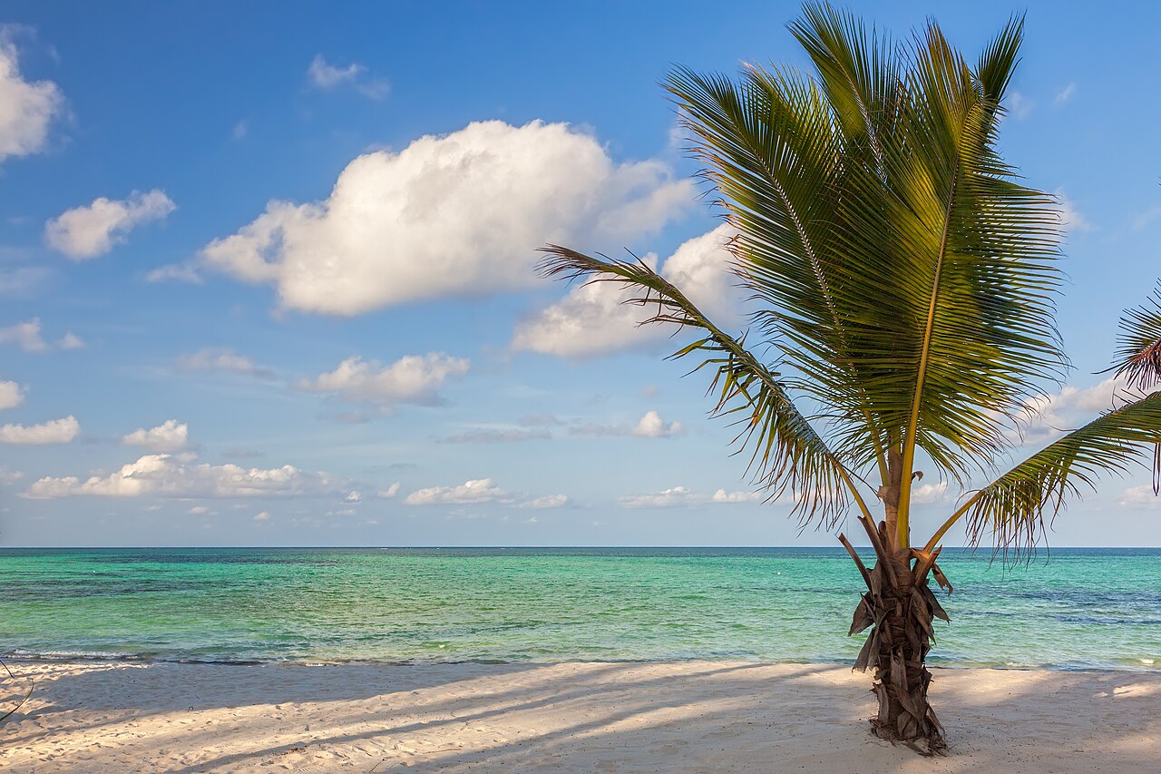 Palm tree beside the sea at Pongwe Beach, Zanzibar