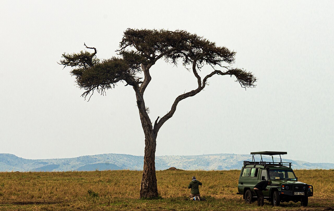 Safari vehicle beneath an acacia tree in Maasai Mara, Kenya