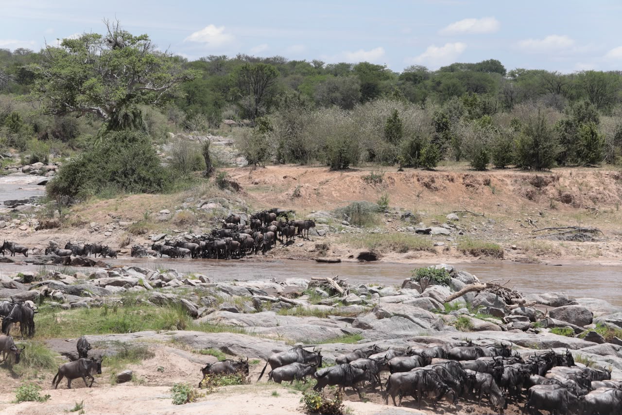 Wildebeest gathered near the Mara River in northern Serengeti