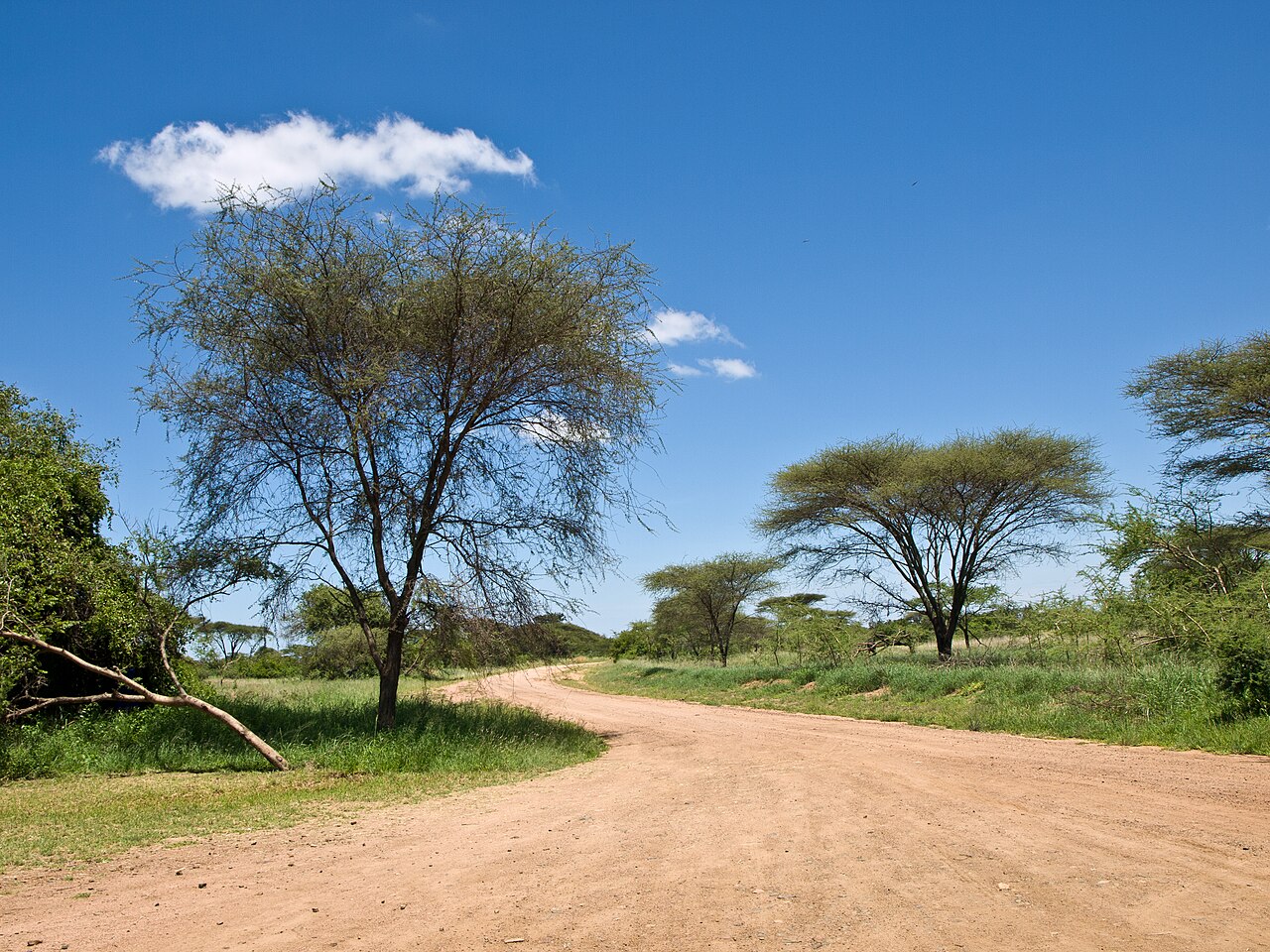 Dusty road leading to a Serengeti National Park entrance