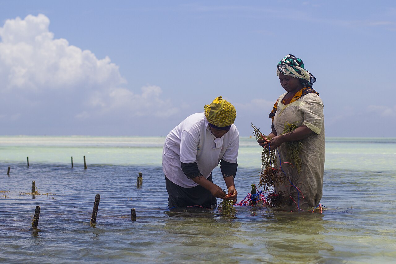 Seaweed farmers walking through shallow water at low tide in Zanzibar
