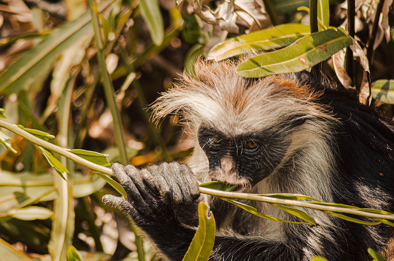 Red colobus monkey in the Jozani area of Zanzibar