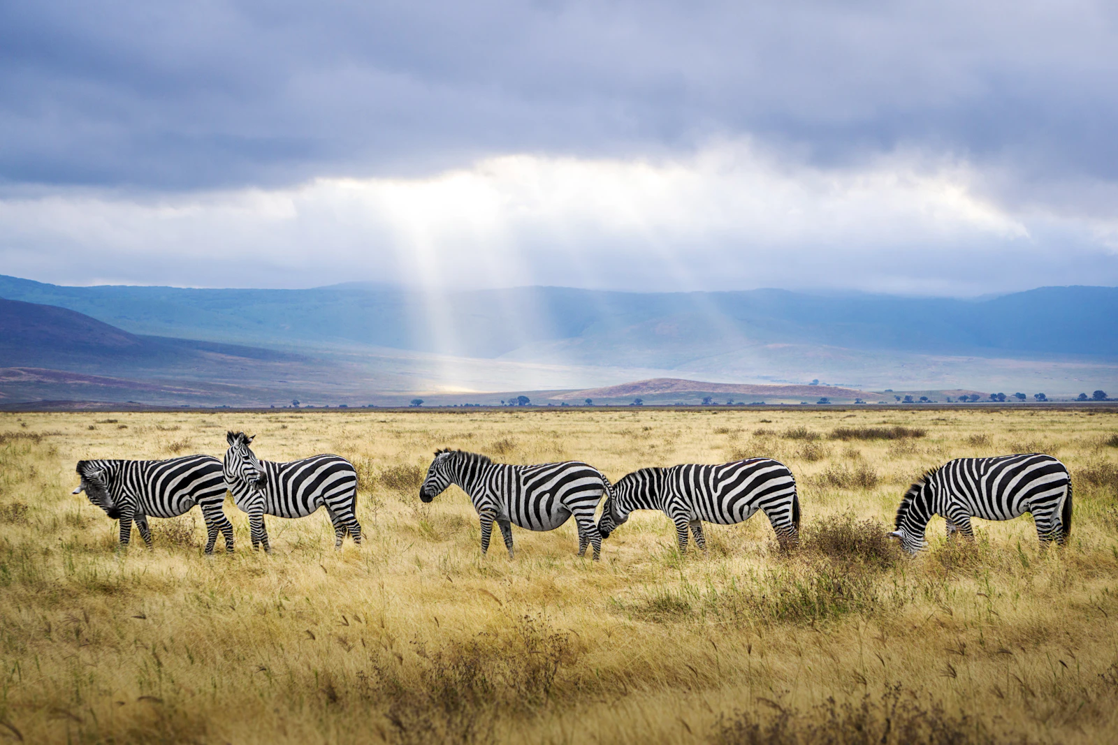 Zebras in Ngorongoro Crater