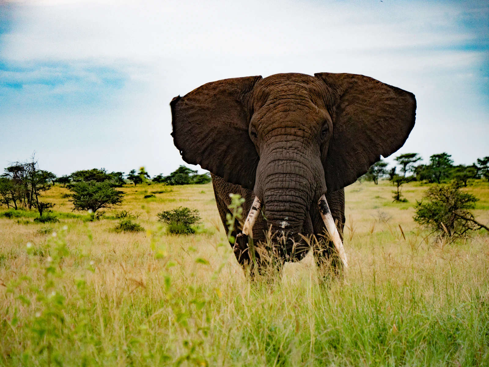 Elephant in Serengeti National Park