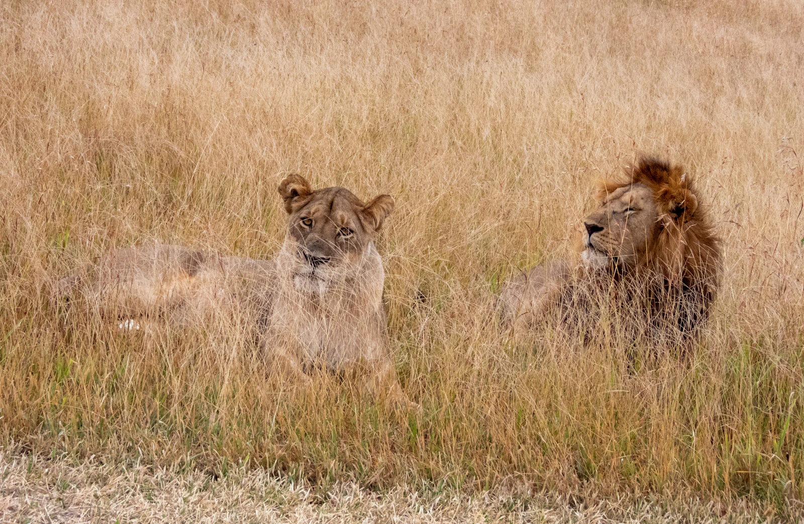 Two lions resting in Serengeti grassland, Tanzania
