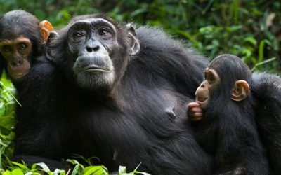 3 Days Chimpanzee Trekking Gombe